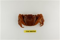 藏品(白紋方蟹)的圖片